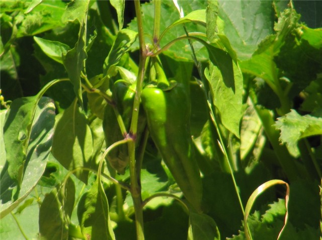 Paprika